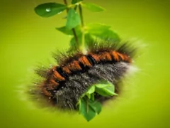 لعبة Caterpillar Larva Animal Jigsaw على الانترنت