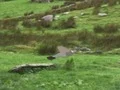 لعبة Pigeons Hunting على الانترنت