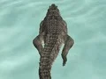 لعبة Crocodile Simulator Beach Hunt على الانترنت