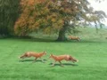 لعبة Hunted Fox على الانترنت