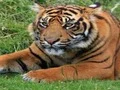 لعبة ZOO Trivia على الانترنت
