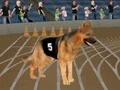 لعبة Crazy Dog Racing Fever على الانترنت
