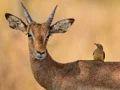 لعبة Wild Deer Jigsaw على الانترنت