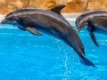 لعبة Sea Dolphin Jigsaw على الانترنت