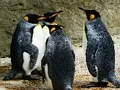 لعبة King Penguin Jigsaw على الانترنت