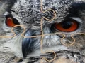 لعبة Wild owl Jigsaw على الانترنت