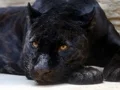 لعبة Black Panther Jigsaw على الانترنت
