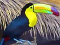 لعبة Toucan Bird Jigsaw على الانترنت