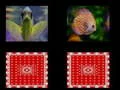 لعبة Fish memory على الانترنت