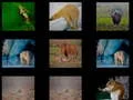 لعبة Animal Memory على الانترنت