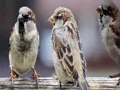 لعبة Sparrow Family Jigsaw على الانترنت