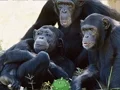 لعبة Funny Chimpanzee Jungle Escape على الانترنت