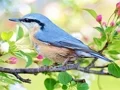 لعبة Hidden Spots Birds على الانترنت