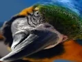 لعبة Bird Jigsaw على الانترنت