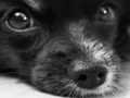 لعبة Dog Jigsaw على الانترنت
