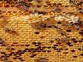 لعبة Honey Bees Jigsaw على الانترنت