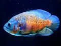 لعبة Tiger Fish Jigsaw على الانترنت