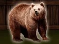 لعبة Save The Grizzly Bear على الانترنت