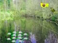 لعبة Sunlight Forest Adventure على الانترنت