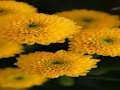 لعبة Chrysanthemums Jigsaw على الانترنت