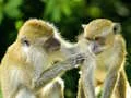 لعبة Monkey Jigsaw على الانترنت