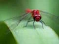 لعبة Dragon Fly Jigsaw على الانترنت