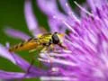 لعبة Insect Jigsaw على الانترنت