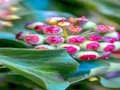 لعبة Ivy Plant Jigsaw على الانترنت