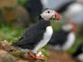 لعبة Puffin Bird Jigsaw على الانترنت