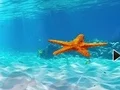 لعبة Escape From Underwater Starfish على الانترنت