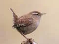 لعبة BirdLingo على الانترنت