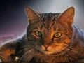 لعبة Pet Jigsaw على الانترنت
