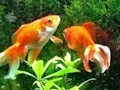 لعبة Blue Fish Escape على الانترنت