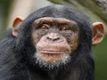 لعبة Chimpanzee Jigsaw على الانترنت