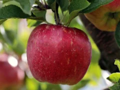 لعبة Ripe Red Apple on a Tree Jigsaw على الانترنت