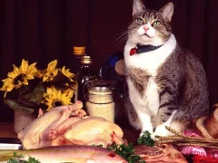 لعبة Funny Cats Puzzle على الانترنت