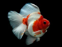 لعبة Gold Fish Jigsaw Puzzle على الانترنت