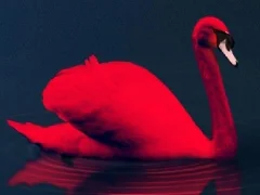 لعبة Love Birds Puzzle على الانترنت