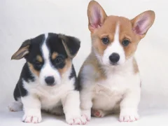 لعبة Cute Puppies Puzzle على الانترنت