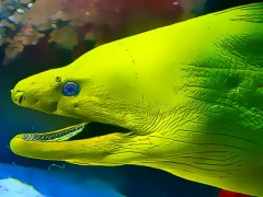 لعبة Underwater World Jigsaw على الانترنت