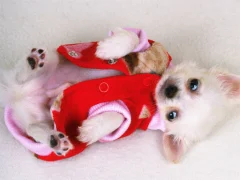 لعبة Lovely Puppy Slide على الانترنت