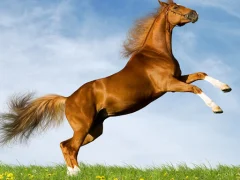 لعبة Horse Slide على الانترنت