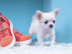 لعبة Lovely Puppy Puzzle على الانترنت