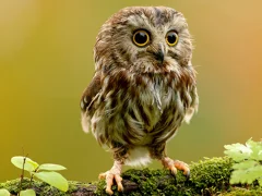 لعبة Animal Hidden Stars على الانترنت