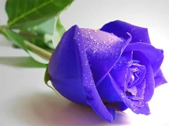 لعبة Blue Roses على الانترنت