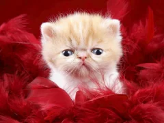 لعبة Funny Kitty على الانترنت