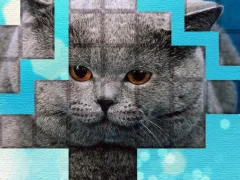 لعبة PicPu Cat على الانترنت