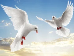 لعبة Flying Birds على الانترنت