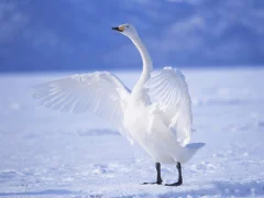 لعبة Graceful Swans على الانترنت