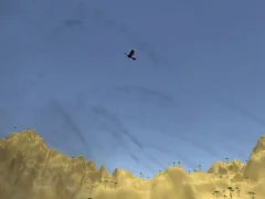 لعبة Toucan Shooter على الانترنت